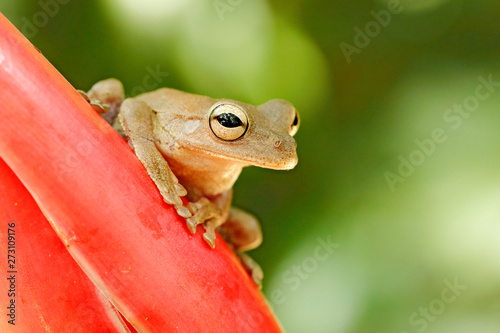 Hypsiboas pardalis, Leopard tree frog, with red flower, in tropic forest.  Frog from Costa Rica, tropic forest. Beautiful animal in jungle, exotic animal from South America. Eye detail. photo