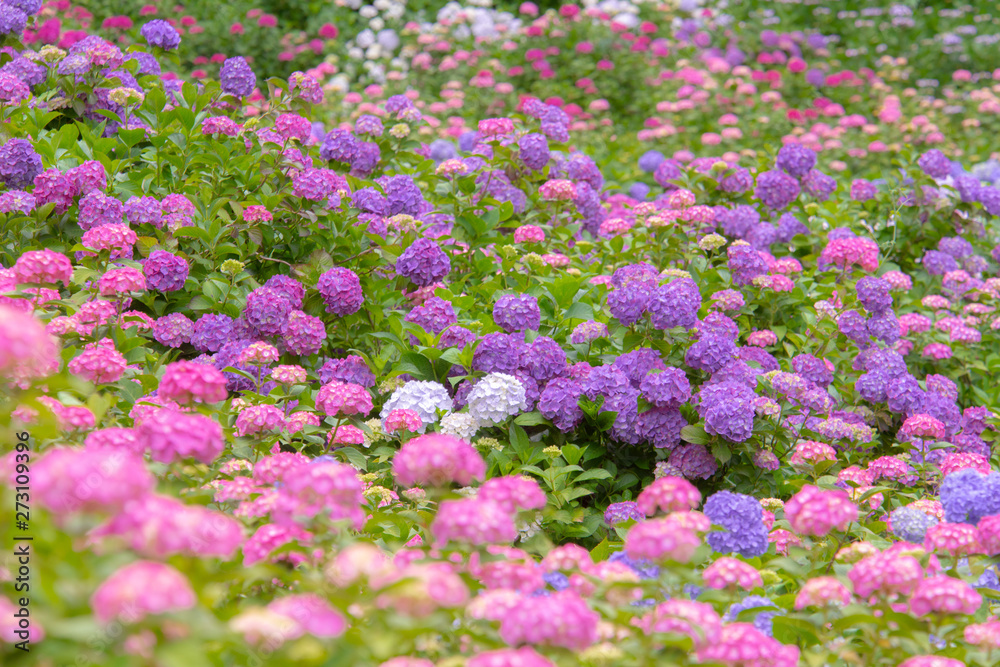 たくさんの紫陽花