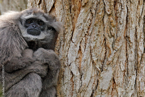 Valokuva Javan Silvery Gibbon, Hylobates moloch, monkey in the nature forest habitat
