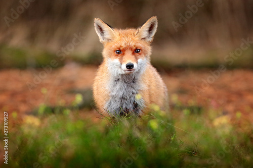 Cute Red Fox, Vulpes vulpes in fall forest. Beautiful animal in the nature habitat. Wildlife scene from the wild nature. Fox running in orange and yellow autumn leaves. Animal in fall wood habitat. © ondrejprosicky