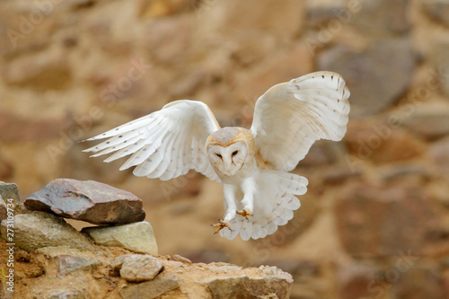 Fototapeta Naklejka Na Ścianę i Meble -  Barn owl, Tyto alba, with nice wings, landing on stone wall, light bird flying in the old castle, animal in the urban habitat. Wildlife scene from nature.