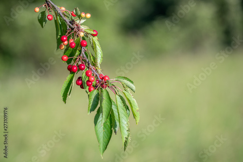 Cerise sur un merisier photo