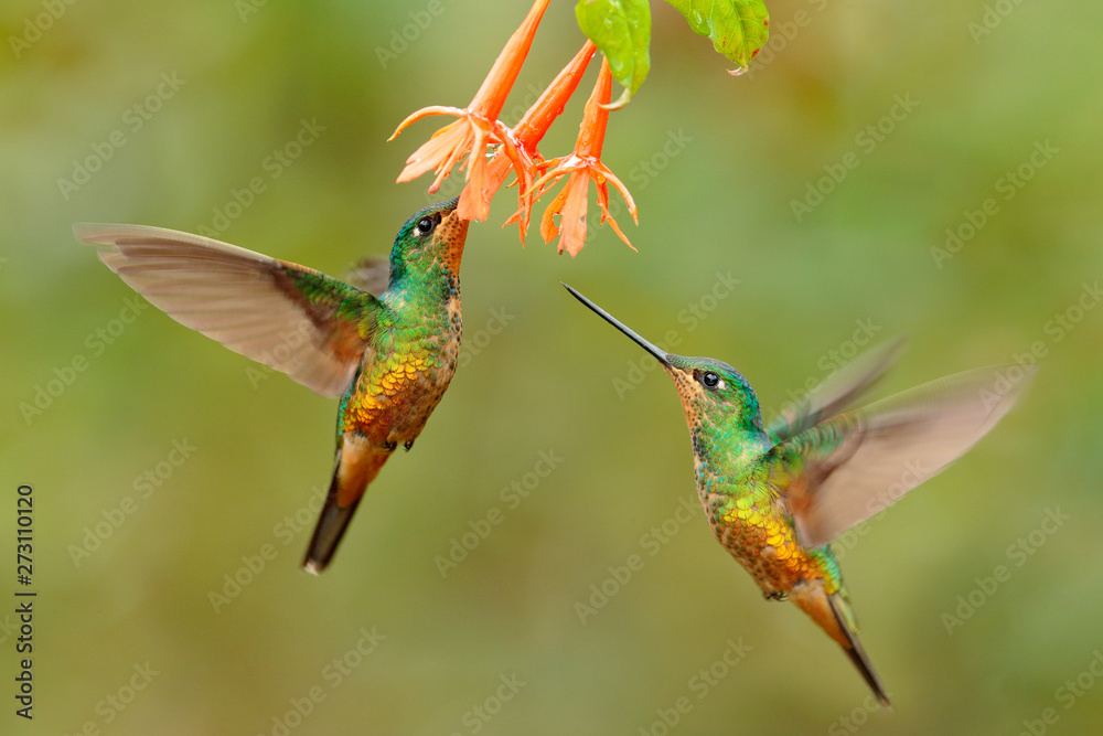 Fototapeta premium Hummingbird Golden-bellied Starfrontlet, Coeligena bonapartei, with long golden tail, beautiful action flight scene with open wings, clear green backgroud, Chicaque Natural Park, Colombia. Two birds.