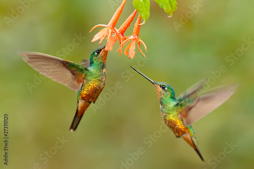 Hummingbird Golden-bellied Starfrontlet, Coeligena bonapartei, with long golden tail, beautiful action flight scene with open wings, clear green backgroud, Chicaque Natural Park, Colombia. Two birds.