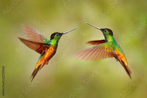 Bird fight. Hummingbird Golden-bellied Starfrontlet, Coeligena bonapartei, with long golden tail, beautiful action flight scene with open wings, clear green backgroud, Chicaque, Colombia. Two birds.