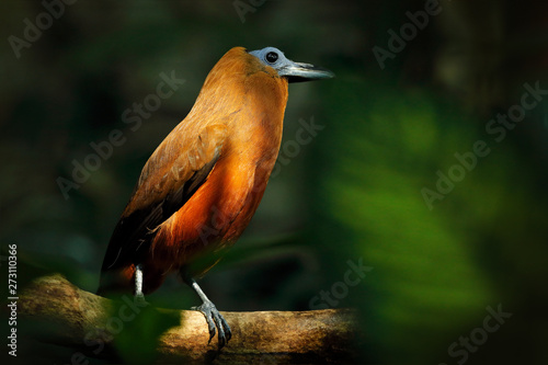 Capuchinbird, Perissocephalus tricolor,  large passerine bird of the family Cotingidae. Wild calfbird in the nature tropic forest habitat. Bird sitting on the branch in jungle, Brazil, South America. photo