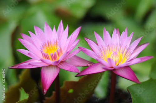 pink lotus flower in the garden