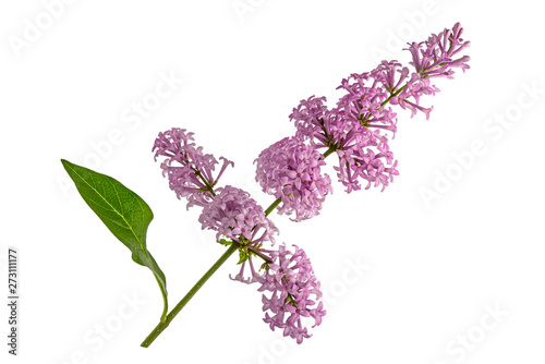 Syringa reflexa branch without background.