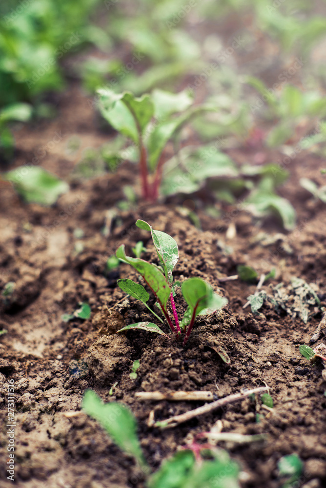 Leaf of beet root. Fresh green leaves of beetroot or beet root seedling. Row of green young beet leaves growth in organic farm. Closeup beetroot leaves growing on garden bed. Field of beetroot foliage Leaf of beet root. Fresh green leaves of beetroot or beet root seedling. Row of green young beet leaves growth in organic farm. Closeup beetroot leaves growing on garden bed. Field of beetroot foliage