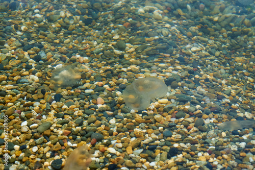 Small sea jellyfish. Jellyfish swim in sea water. © PhotoBetulo