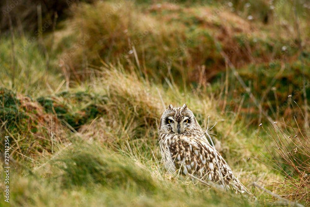 Short Eared Owl - Asio flammeus watching from its grass tussock Short Eared Owl - Asio flammeus watching from its grass tussock