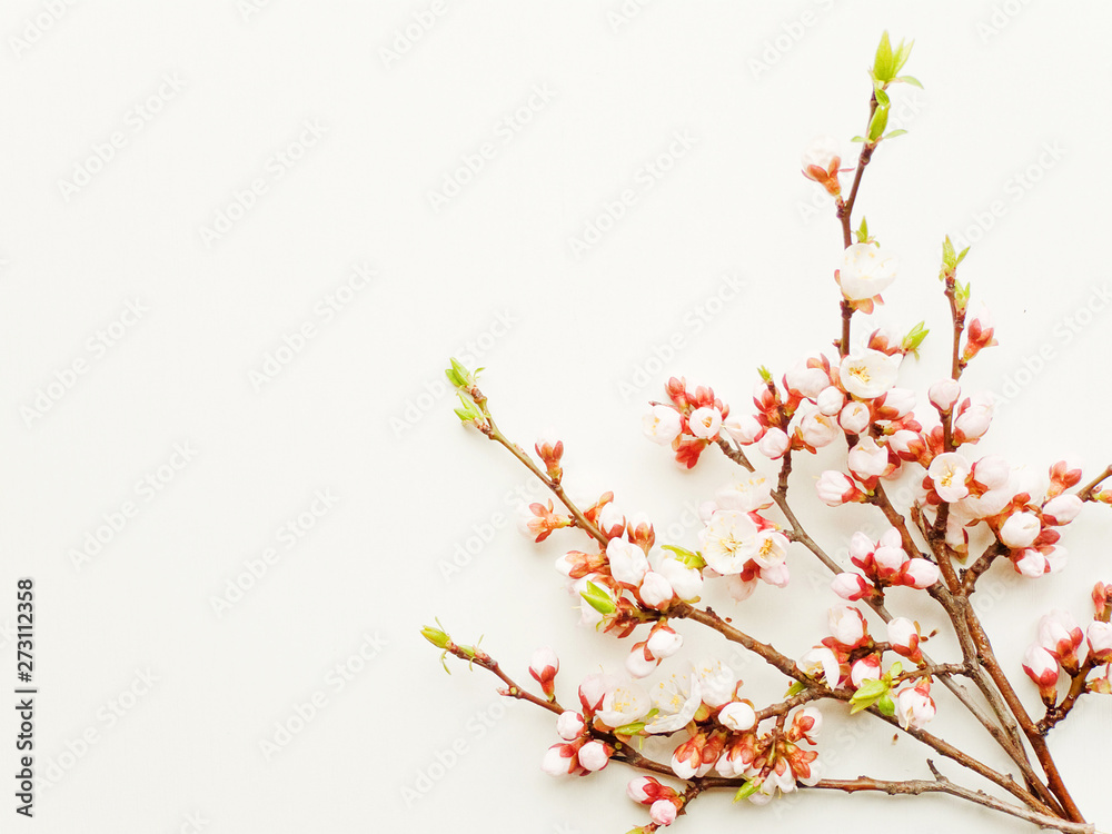 Fototapeta premium Apricot blossom on white