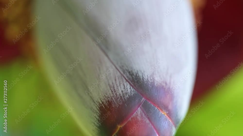 Closeup view of details of foliage of green banana palm tree growing outdoors on sunny warm day. Closeup view of details of foliage of green banana palm tree growing outdoors on sunny warm day.