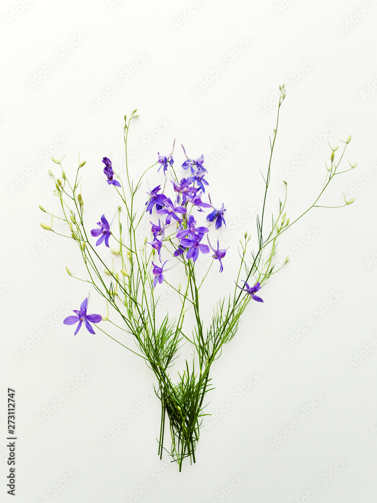 Obraz premium Delphinium on white