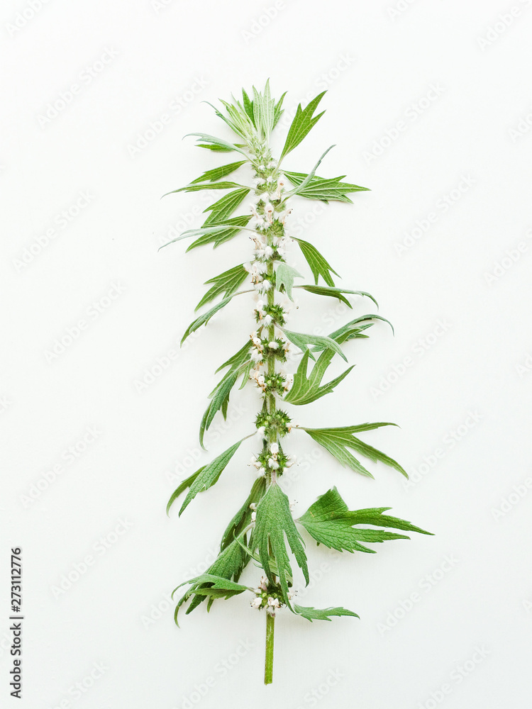 Motherwort on white Motherwort on white