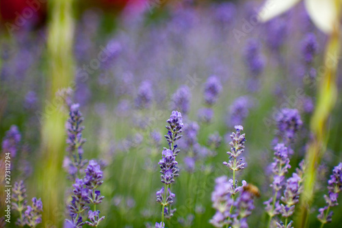 Blooming lavender in a field close-up  in the summer in the rays of the sun at sunset. Selective focus.