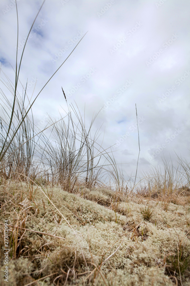Dunes at the island of Vlieland. Waddenzee Netherlands. Coast Dunes at the island of Vlieland. Waddenzee Netherlands. Coast