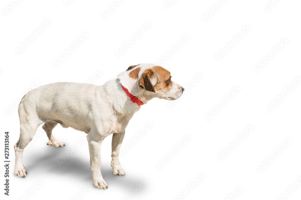 puppy dog on white ground