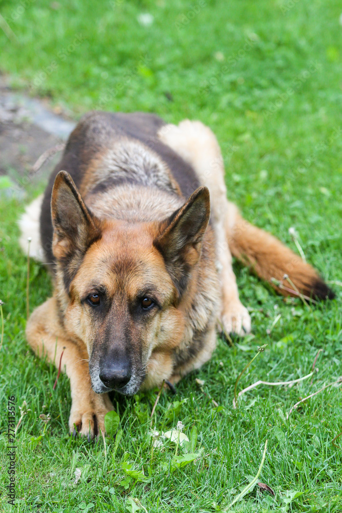 Lovely german shepoherd laying on a outdoor green grass in countryside city home garden, park.