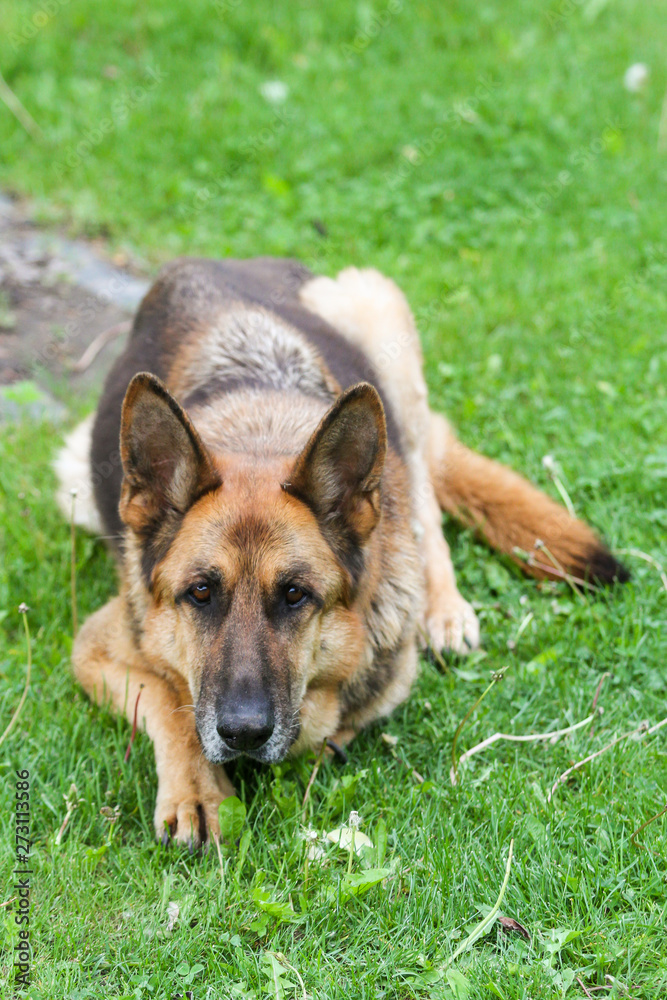 Lovely german shepoherd laying on a outdoor green grass in countryside city home garden, park. Lovely german shepoherd laying on a outdoor green grass in countryside city home garden, park.