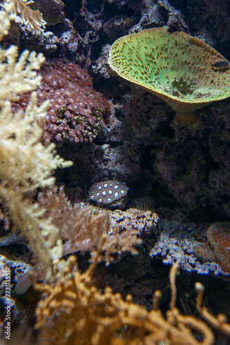 Sealife. Underwater. Seaanemone