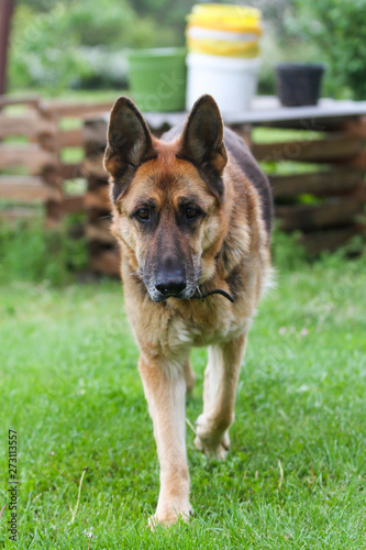 Beautiful dog running in a countryside home garden.