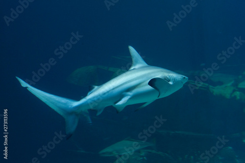Sealife. Underwater. Shark © A