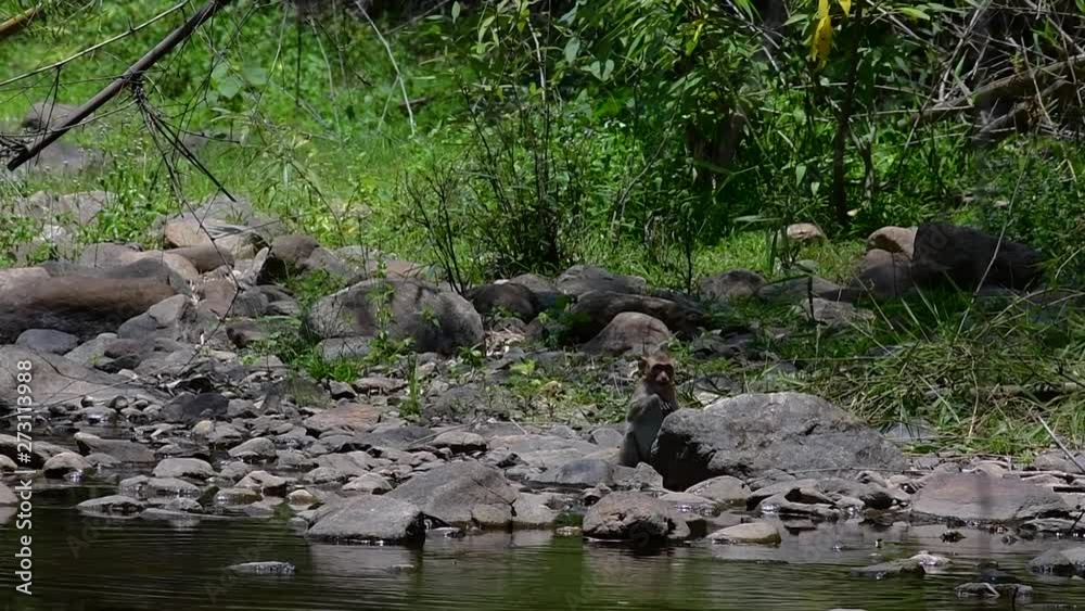 The Long-tailed Macaques are the easiest monkeys to find in Thailand as they are present at temple complexes, national parks, and even villages and cities; it is also called the Crab-eating Macaque. The Long-tailed Macaques are the easiest monkeys to find in Thailand as they are present at temple complexes, national parks, and even villages and cities; it is also called the Crab-eating Macaque.