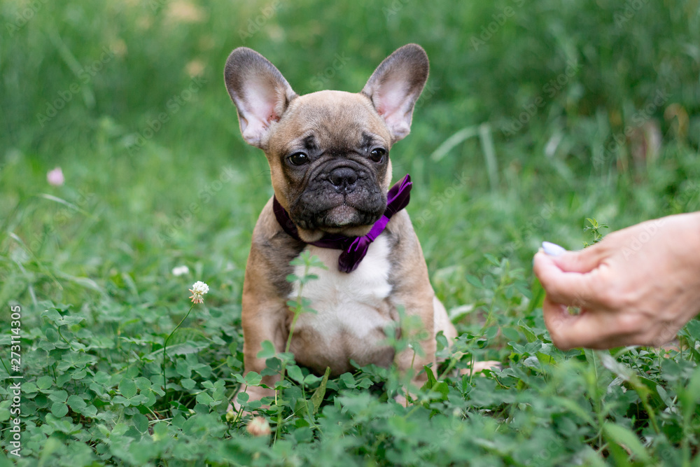 French bulldog puppy in nature 