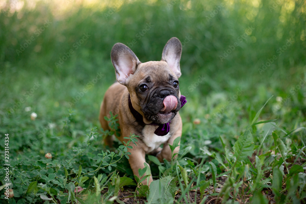 French bulldog puppy in nature 