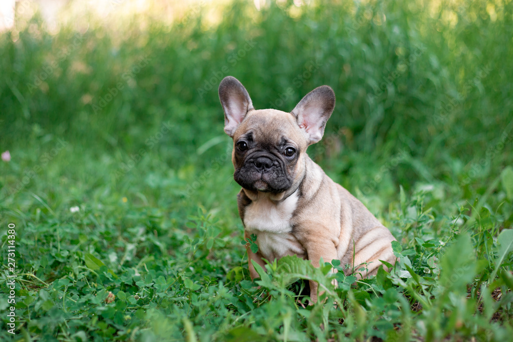 French bulldog puppy in nature 