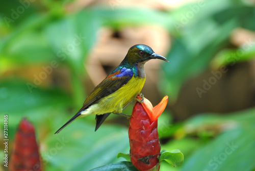 Colourful male sunbird on flower photo