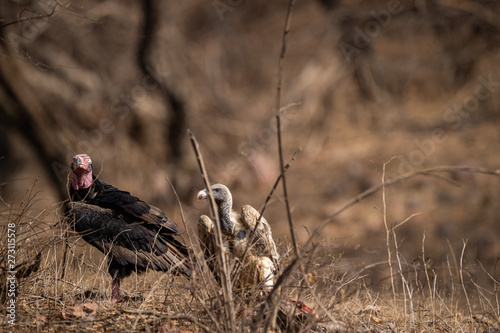 red headed vulture or sarcogyps calvus or pondicherry vulture close up with expression at Ranthambore Tiger Reserve National Park   Rajasthan  India