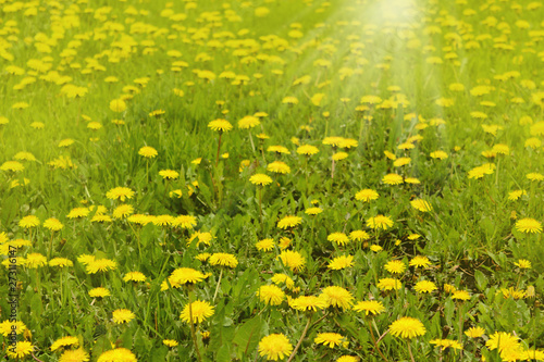 Close up of dandelion flowers with sunlight rays. Spring background. Copy space. Soft focus. Spring Nature. Beautiful Landscape. 