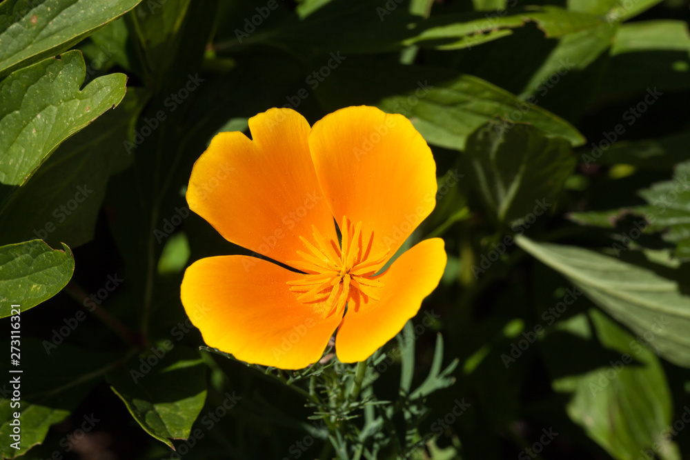 Fleur d'Eschscholzia dans un coin de verdure Fleur d'Eschscholzia dans un coin de verdure