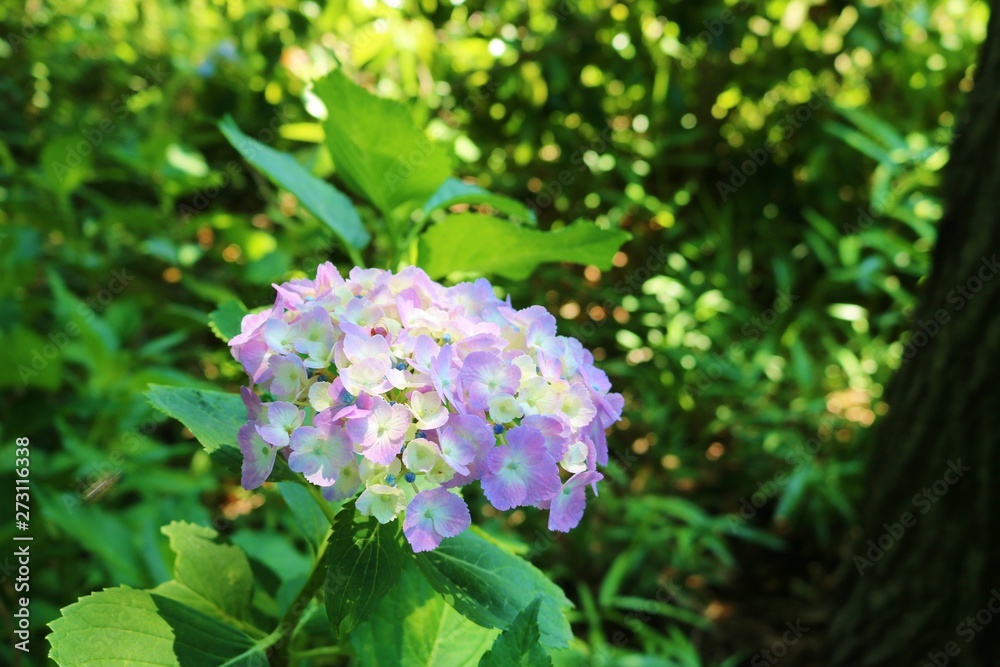 風景　森　梅雨　アジサイ　公園　杤木