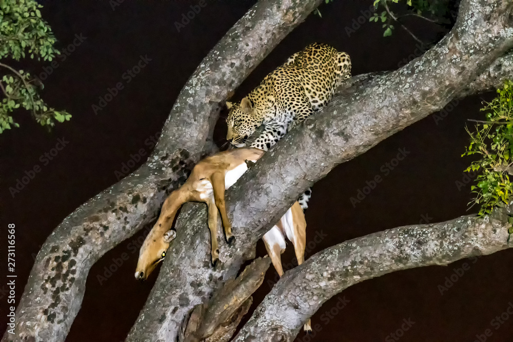 Leopard, Panthera pardus, with its prey, in a tree Leopard, Panthera pardus, with its prey, in a tree