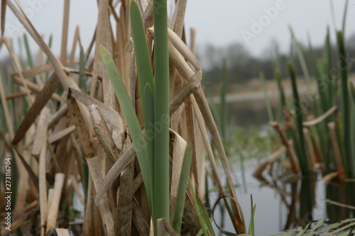 Moor national park Weerribben Overijssel Netherlands