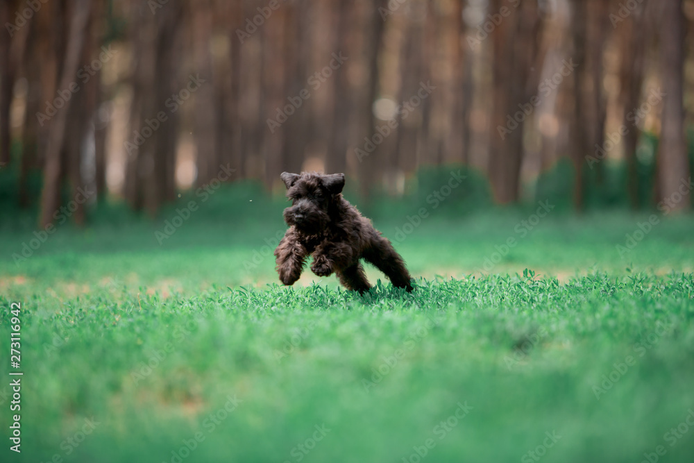 Obraz premium Dogs of breed Miniature Schnauzer and Black Russian Terrier in the summer forest