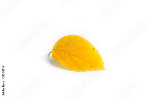 Yellow old leaf isolated on a white background