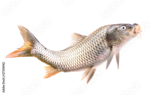 Fish carp Isolated on white background