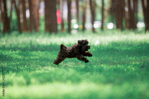 Fotografie Dogs of breed Miniature Schnauzer and Black Russian Terrier in the summer forest