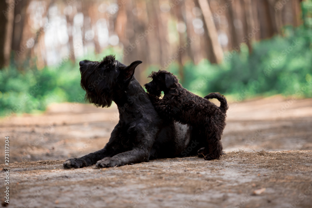 Black russian schnauzer shop