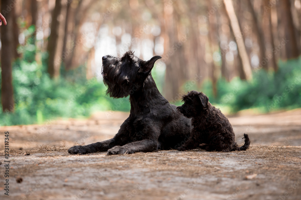 Dogs of breed Miniature Schnauzer and Black Russian Terrier in the summer forest Dogs of breed Miniature Schnauzer and Black Russian Terrier in the summer forest