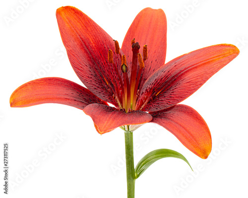 Beautiful flower of asian lily, isolated on white background