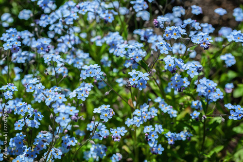 Forget-me-not flowers on the sunny lawn. Summer background. Selective focus.
