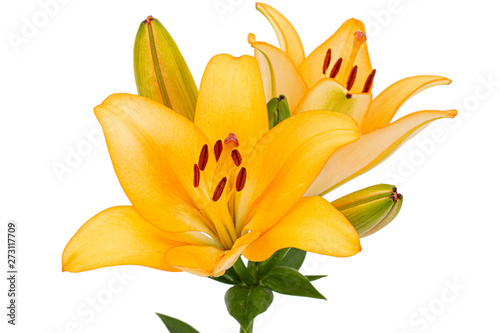 Flower of yellow lily, isolated on white background