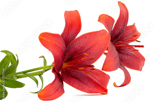 Flower of dark red lily, isolated on white background