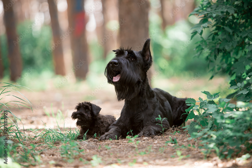 Dogs of breed Miniature Schnauzer and Black Russian Terrier in the summer forest
