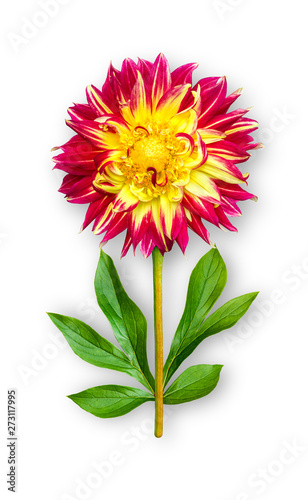 Combined unusual dahlia flower. Yellow-red dahlia with peony leaves. Art object on a white background.